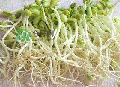 豆芽是發(fā)物嗎？豆芽能見(jiàn)陽(yáng)光嗎