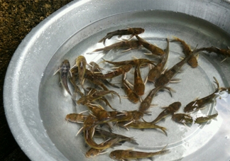 黃蜂魚(yú)怎么做好吃？黃蜂魚(yú)怎么釣
