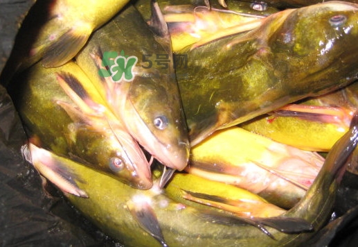黃蜂魚(yú)有毒嗎？黃蜂魚(yú)怎么去毒