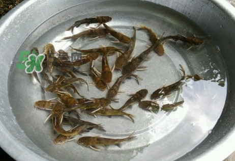 黃蜂魚怎么做好吃？黃蜂魚怎么釣
