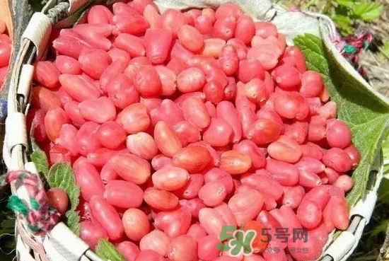 杈杷果多少錢一斤？杈杷果價(jià)格表