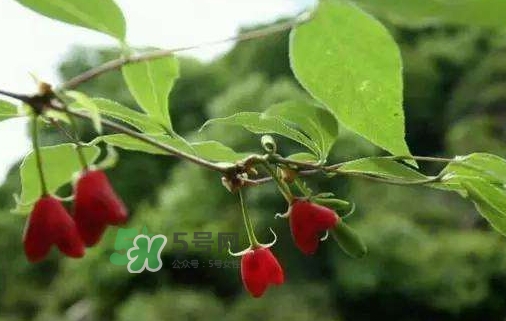 杈杷果怎么吃？杈杷果食用方法