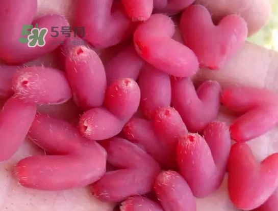 杈杷果怎么吃？杈杷果食用方法