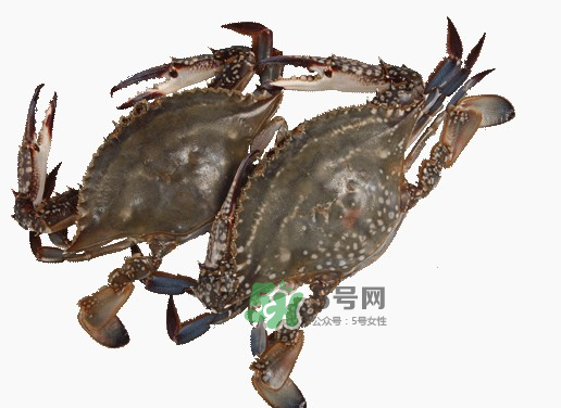 梭子蟹一只大概多重？梭子蟹一斤一般幾只？