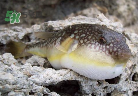河鲀是淡水魚嗎？河鲀是哺乳動(dòng)物嗎