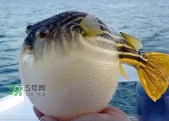 河鲀和大巴魚是一回事嗎？河鲀有哪些營養(yǎng)價值