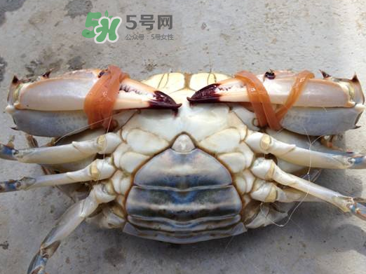 飛蟹可以冷凍嗎？飛蟹能冷凍保存嗎？
