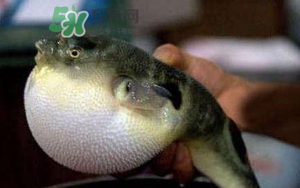 河鲀毒煮了還有毒嗎？怎樣去除河鲀的毒素