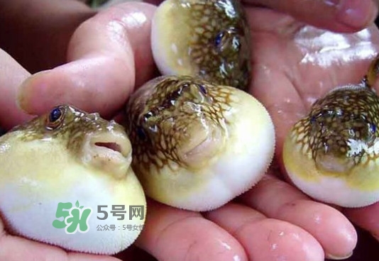 河豚哪里有毒？河豚毒素在哪