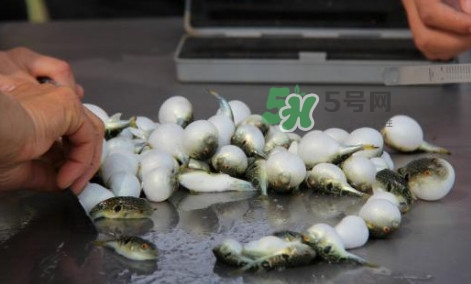 河豚能吃嗎？河豚可以吃嗎