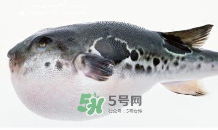 河豚究竟有多好吃？河豚最毒的部位是哪里