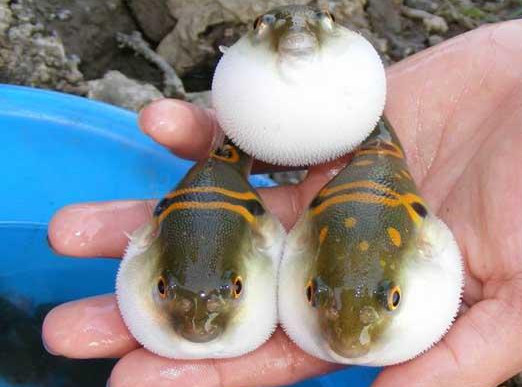 河豚魚怎么吃？河豚魚怎么去毒