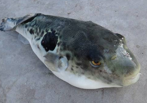 河豚魚怎么吃？河豚魚怎么去毒