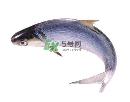 鰣魚刺多嗎？鰣魚可以養(yǎng)殖嗎