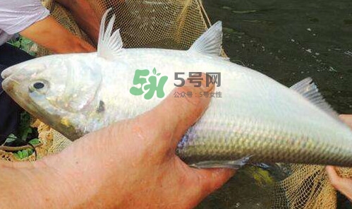 鰣魚(yú)的魚(yú)鱗能吃嗎？鰣魚(yú)為什么不去魚(yú)鱗