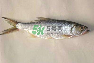 鰣魚(yú)怎么做好吃？鰣魚(yú)怎么處理