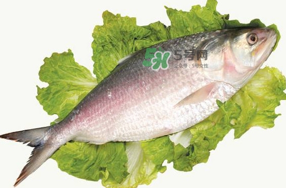 鰣魚孕婦能吃嗎？孕婦可以吃鰣魚嗎