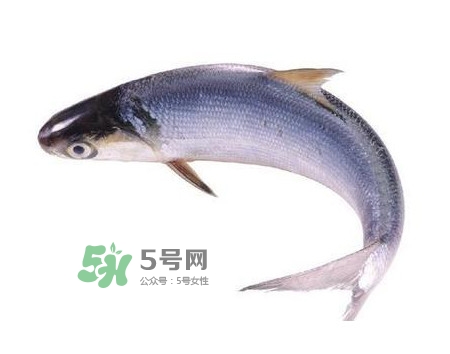 鰣魚和刀魚哪個貴？長江三鮮哪個最貴