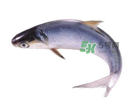 鰣魚什么時候最好吃？長江鰣魚什么上市
