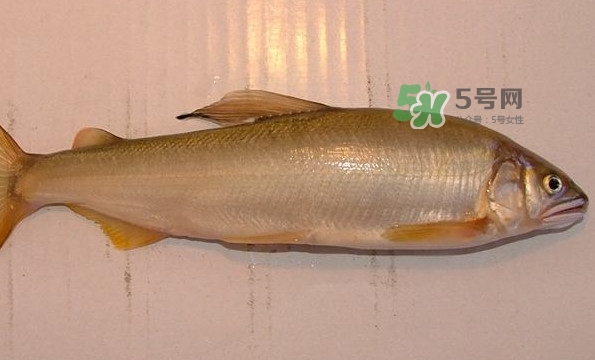 鰣魚與香魚怎么區(qū)分？鰣魚與香魚的區(qū)別