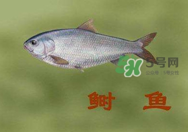 鰣魚和響魚是兩種魚嗎？鰣魚和鯽魚的區(qū)別