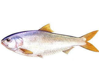 鰣魚刺多嗎？鰣魚可以養(yǎng)殖嗎