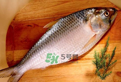 鰣魚(yú)怎么做好吃？鰣魚(yú)怎么處理
