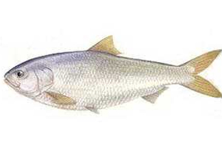 鰣魚和響魚是兩種魚嗎？鰣魚和鯽魚的區(qū)別