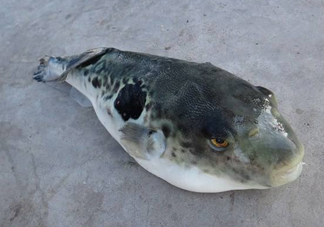 河豚魚怎么吃？河豚魚怎么去毒