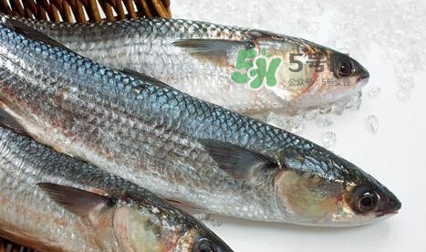 鰣魚多少錢一斤？長江鰣魚多少錢一斤2017