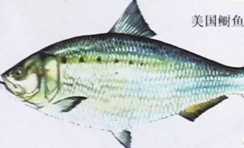 為什么吃清蒸海鰣魚都是半條？鰣魚有什么營(yíng)養(yǎng)價(jià)值