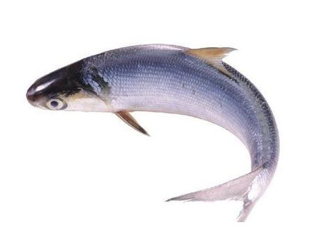 為什么吃清蒸海鰣魚都是半條？鰣魚有什么營(yíng)養(yǎng)價(jià)值