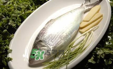 鰣魚(yú)的魚(yú)鱗能吃嗎？鰣魚(yú)為什么不去魚(yú)鱗