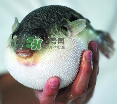 鰣魚和刀魚哪個貴？長江三鮮哪個最貴
