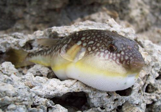 河鲀是淡水魚(yú)嗎？河鲀是哺乳動(dòng)物嗎