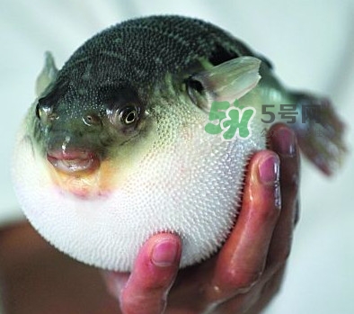 河鲀毒煮了還有毒嗎？怎樣去除河鲀的毒素