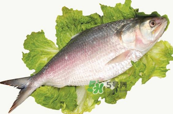 鰣魚什么時候最好吃？長江鰣魚什么上市