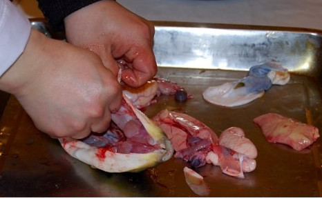 河豚魚怎么吃？河豚魚怎么去毒