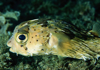 河豚魚是發(fā)物嗎？河豚魚為什么有毒