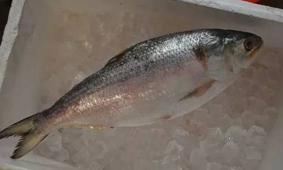 為什么吃清蒸海鰣魚都是半條？鰣魚有什么營(yíng)養(yǎng)價(jià)值
