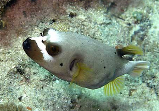 河豚魚是海鮮嗎？河豚魚是淡水魚嗎