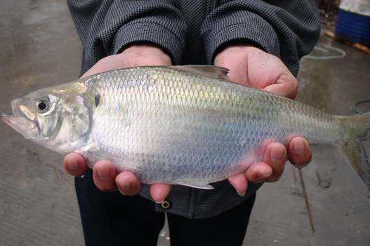 鰣魚是海魚還是淡水魚？鰣魚是發(fā)物嗎