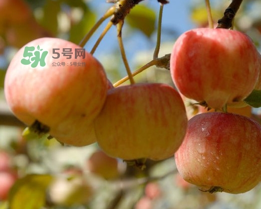 海棠果能直接吃嗎？海棠果可以吃嗎