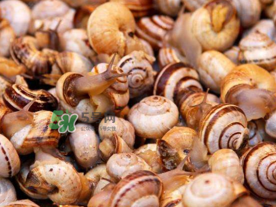 海螺多少錢一斤 海螺要煮多長時(shí)間 海螺多少錢一斤 海螺要煮多長時(shí)間