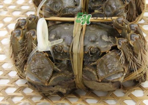 大閘蟹能活多久？大閘蟹可以活多久？