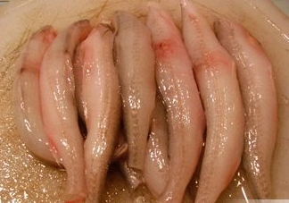 龍頭魚有刺嗎？龍頭魚有魚鱗嗎