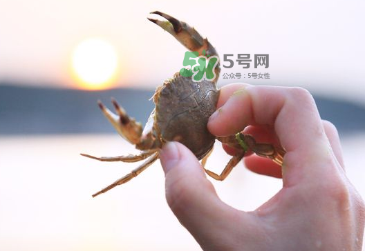 海螃蟹能冷凍保存嗎？海螃蟹放冰箱冷凍嗎？