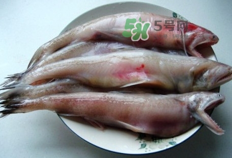 龍頭魚(yú)是什么魚(yú)？龍頭魚(yú)多少錢(qián)一斤？