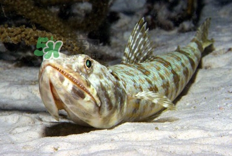 龍頭魚(yú)是海魚(yú)嗎？龍頭魚(yú)是海鮮嗎