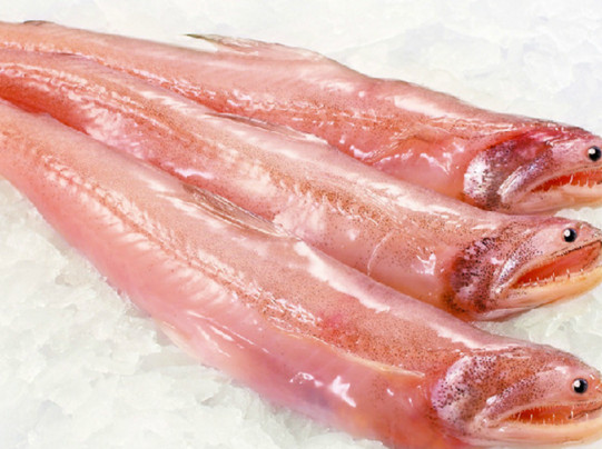 龍頭魚有刺嗎？龍頭魚有魚鱗嗎